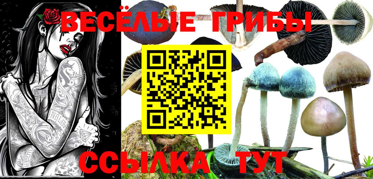 купить наркоту  Псилоцибиновые грибы ЛСД  Вход с VPN  Баксан 